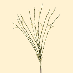 1P139 Salix Verde